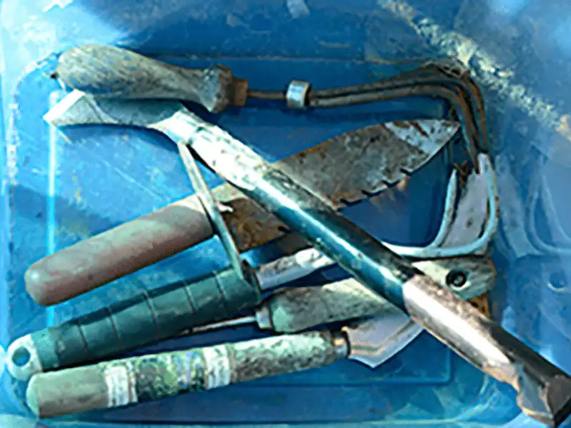 Poison ivy removal hand tools including hori-hori, loppers, and root forks in a blue bin