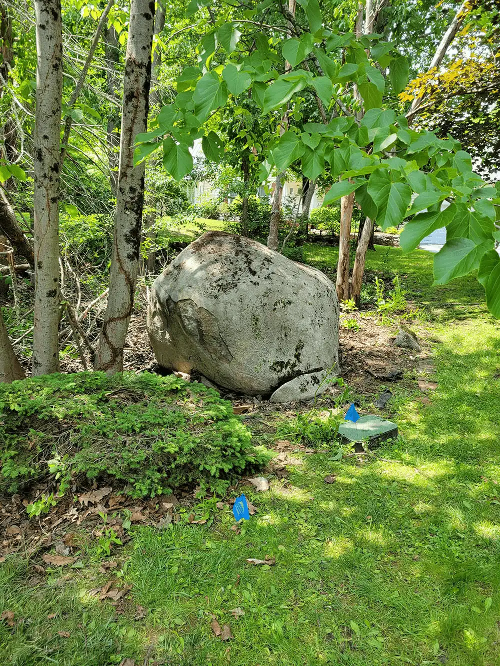 The same granite boulder fully cleared of poison ivy, with all vines removed by hand and clean grass and mulch left in their place