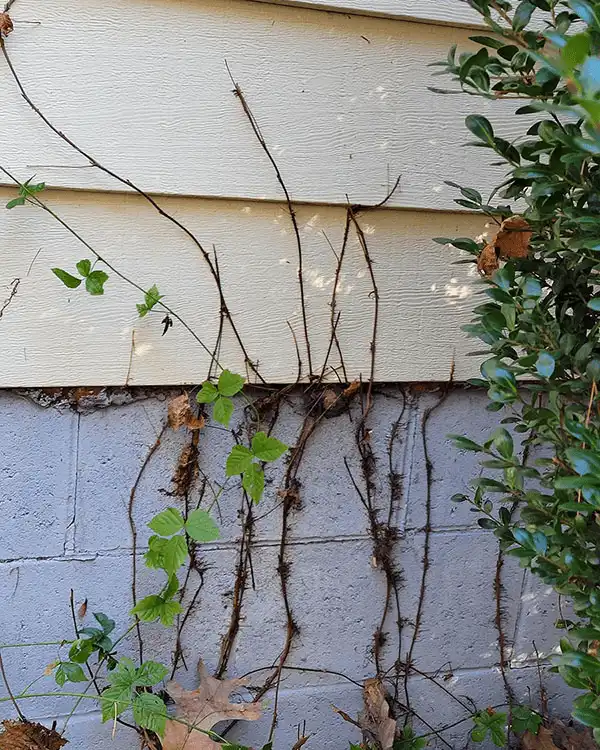Poison ivy using root hairs to cling to a cement foundation wall